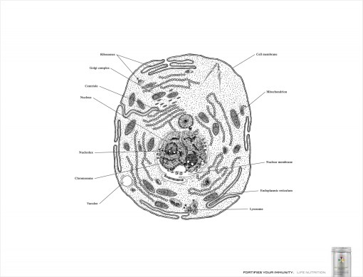 Body Cell_NavyBase